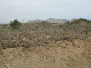 Chilca, culturas de higos 02