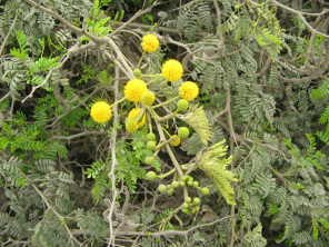 Chilca, flor amarillo a lado del camino