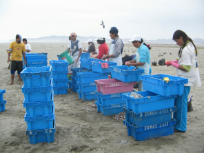 Chilca, los pescadores a la playa
                          trabajando con sardinas