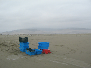 Chilca, panorama del playa 06