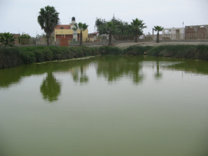 Chilca, laguna
medicinal no. 3, otro punto de vista Chilca, laguna medicinal no. 3, otro
punto de vista