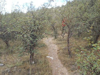 The little quarry of Cusco Sacsayhuam�n: walk 02