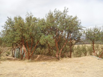 rboles en la zona de la cantera pequea de
                Sacsayuamn