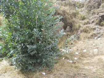 Little quarry of Sacsayhuam�n: shrubs