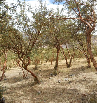 Trees on the territory of the little quarry of
Sacsayhuamán Trees on the territory of the little
quarry of Sacsayhuamán