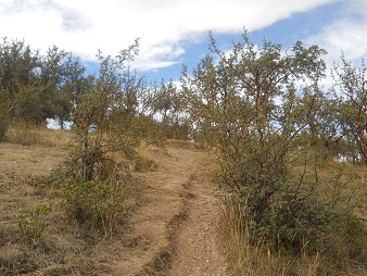 Der kleine Steinbruch von Cusco Sacsayhuamán:
Spaziergang 03 Der kleine Steinbruch von Cusco
Sacsayhuamán: Spaziergang 03