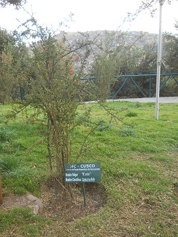 At the entrance of Cusco Sacsayhuam�n: a shrub called "kantu"