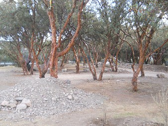 Trees of the entrance area of Sacsayhuam�n