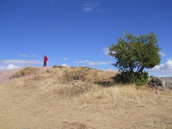 Sacsayhuam�n (Cusco), quinto piso, �rbol primer plano 01