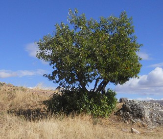 Sacsayhuam�n (Cusco), quinto piso, �rbol primer plano 02