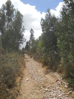 Cusco Sacsayhuam�n 13, the walk to "Zone X" (Laco, Moon Temple), walk in the forest 07