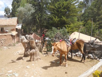 Cusco Sacsayhuam�n 13, der Spaziergang zur "Zone X", Pferde bei der Kunsthandwerkwerkstatt
