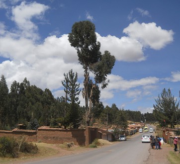 Cusco Sacsayhuam�n 13, der Spaziergang zur "Zone X": Durchgangsstrasse mit Eukalyptusbaum, Panoramafoto
