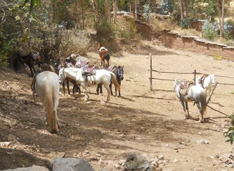 Cusco Sacsayhuam�n 13, der Spaziergang zur "Zone X" (Laco, Mondtempel), ein Gehege mit Pferden