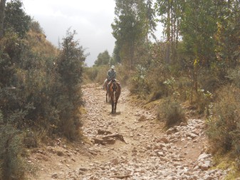 Cusco Sacsayhuam�n 13, der Spaziergang zur "Zone X" (Laco, Mondtempel), Spazierweg 8 im Wald - und da kommt ein Reiter mit Pferd