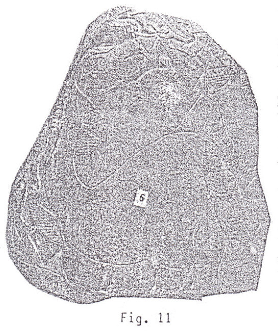 Piedra
                    grabada con un macho de un estegosaurio