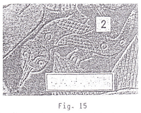 Piedra grabada mostrando una larva avanzada
de un anfibio Piedra
grabada mostrando una larva avanzada de un anfibio