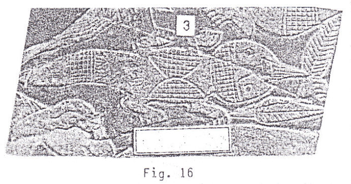 Piedra
                    grabada mostrando un reptil pequeo, (p.47)
