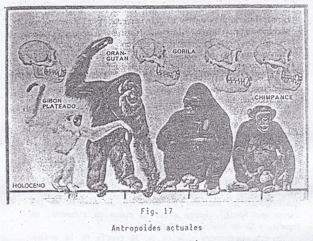 Teoría "cristiana" del desarrollo de
los primates Teoría
"cristiana" del desarrollo de los primates
