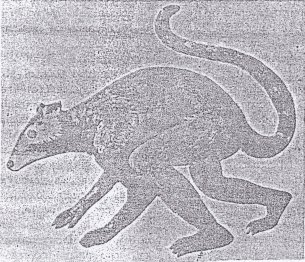 Lemur
                                (notharctus)