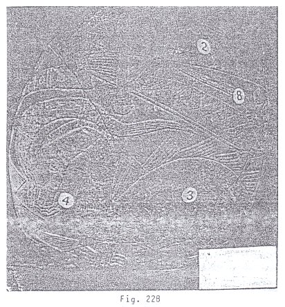 Fig.
                                22B: gas paraliza dinosaurio
