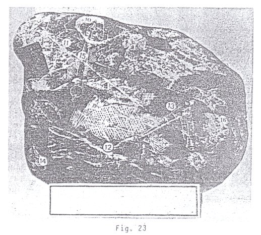 Fig.
                                23: dinosaurio con cerebro peque�o