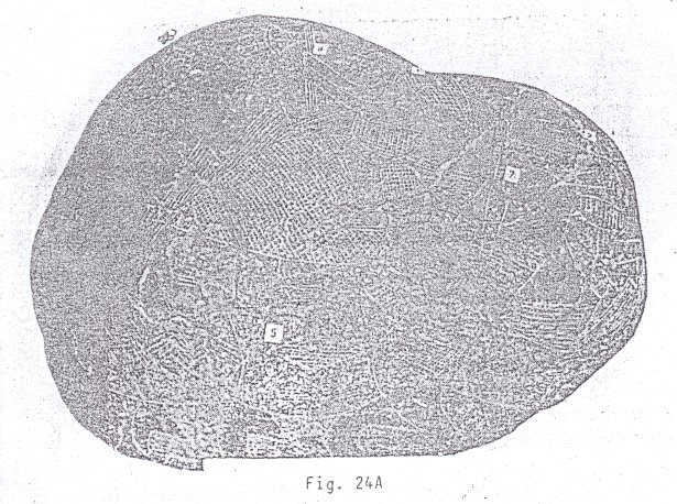 Fig.
                                24A: Paralizacin de un dinosaurio por
                                puncin