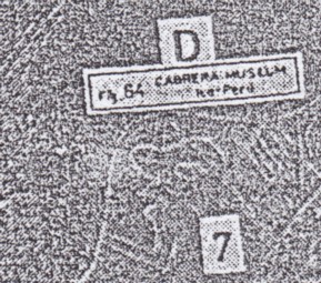 Fig.
                                sin n�mero: El humanoide notharctus en
                                el mapa, primer plano