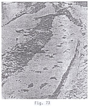 Fig.
                                73: Huellas de dinosaurios