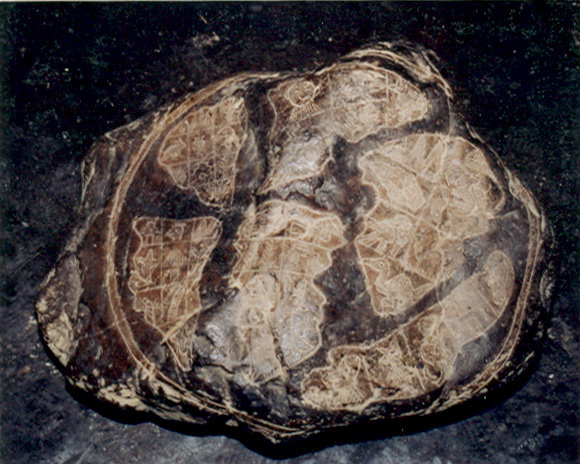 Map of the
                          Pleiades 01 (indication of the CD of the
                          museum)