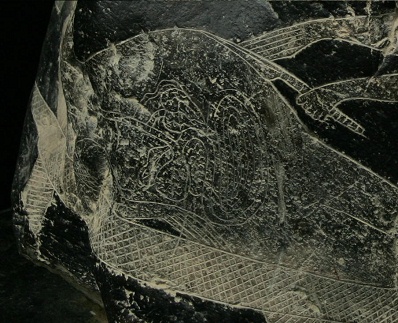 Operaci�n de
                  barriga 01, primer plano