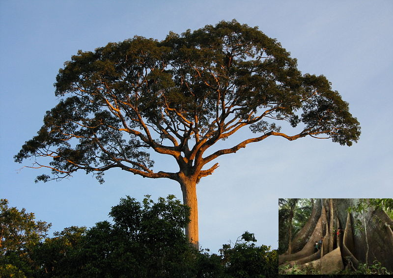 �rbol Lupuna, forma y tronco