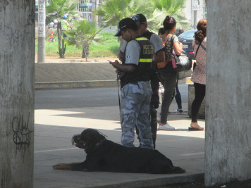 Ocupaci�n Serenazgo, los nazis del
                            alcalde Hitler Pedro "Mois�s" con
                            perros Rottweiler peligrosos