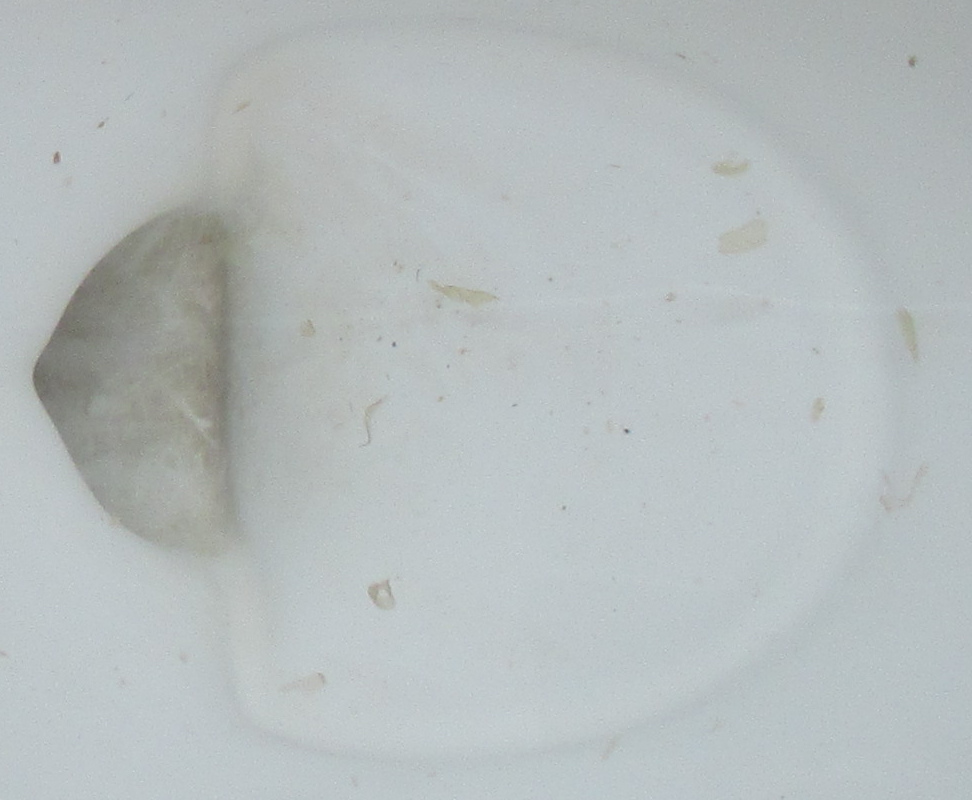 La tasa bloqueada por el
                                  intruso vecino animal cat�lico con
                                  tejidos flotantes, zoom 02