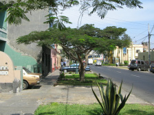 Avenida Husares de Jun�n, �rbol que da
                        mucha sombra
