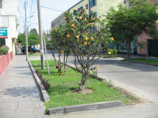 Jes�s
                        Mar�a: Arbusto al cruzamiento Cuba / Yupanou