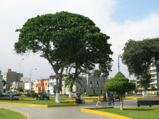 Parque
                        Caceres, figura de �rbol