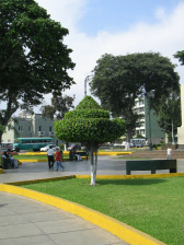 Parque Caceres, peque�a figura de �rbol
                      afeitada