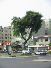 Cruce avenida Salaverry - avenida Cuba,
                        figura de rbol