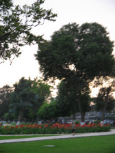 Jes�s Mar�a, parque "Campo de
                      Marte", �rbol de parque (lamentablemente
                      mal)