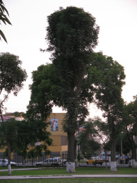 Jes�s Mar�a, parque "Campo de
                      Marte", silueta de �rbol