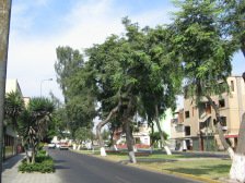 Jesus Maria,
Avenida Cuba, alle Baumstämme sind weiss
gestrichen Jesus Maria, Avenida Cuba, alle Baumstämme
sind weiss gestrichen