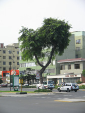 Kreuzung Avenida
Salaverry - Avenida Cuba, Baumgestalt Kreuzung Avenida Salaverry - Avenida
Cuba, Baumgestalt