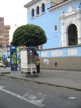 Anfahrt im Bezirk Bre�a, Avenida Ugarte,
                          Strassenladen mit Baum