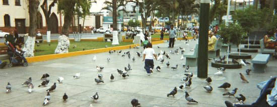 Parque central, chico caza palomas