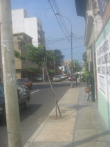 Miraflores, jir�n Porta, arriates de �rboles
                      y formaci�n de la acera