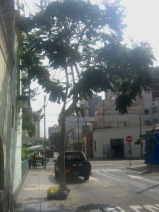 Miraflores, Jir�n Porta, figuras de �rboles