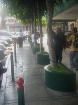 Miraflores, Avenida Palma, gemauerte
                        Baumrabatten im Halbkreis