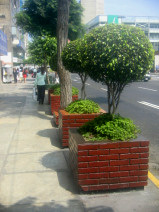 Miraflores, Avenida Palma, gemauerte
                        Baumrabatten im Viereck