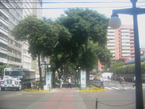 Miraflores, Avenida Pardo, figuras de
                        �rboles